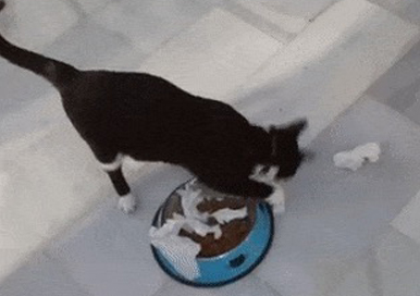 ¿Por qué el gato hace la acción de enterrar caca junto a la comida?