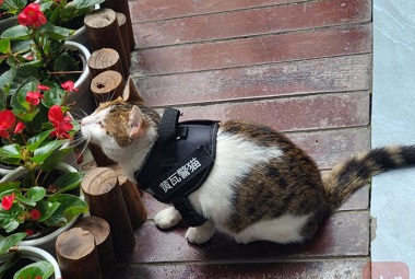 ¿Alguna vez has visto un gato policía? ¡Este gato policía en Chengdu cuenta con la capacidad de mediación de primera clase!