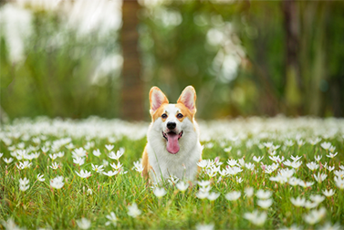 ¿Cuál es el material más ideal para la clonación de mascotas?