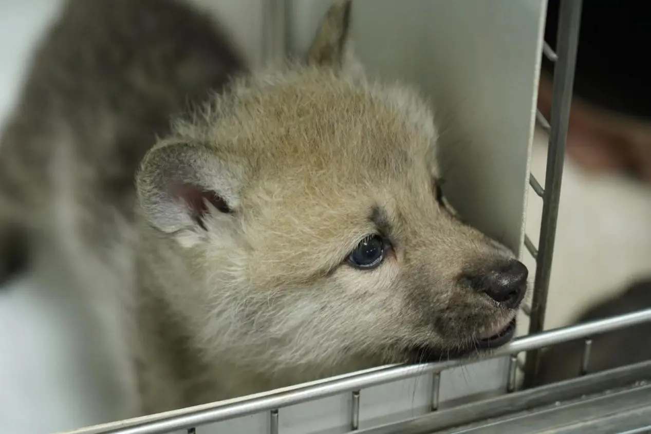 ¡Nació el primer Lobo Ártico clonado del mundo! Sinogene empodera la conservación de la diversidad de especies