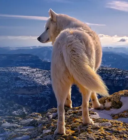 EL PRIMER LOBO ÁRTICO DEL MUNDO