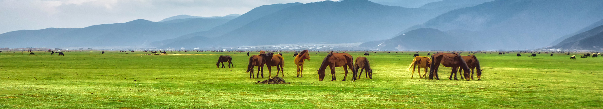 Clonación de caballos