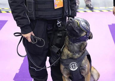 Los perros policías clonados están recibiendo mucha atención en la Expo