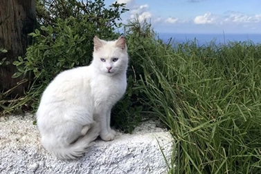 ¿Qué colores pueden ver realmente los gatos? ¿Tienen un color favorito?