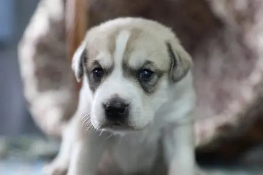 El primer perro editado por genes clonado en China plantea preocupaciones éticas