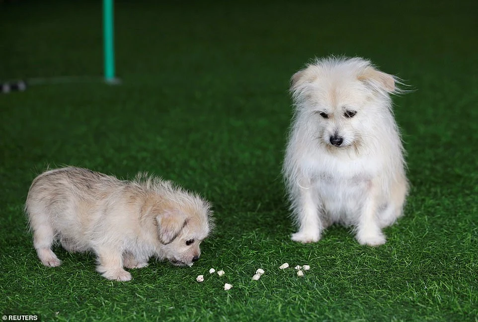 Dos de un tipo: La Primera clonación de mascotas de China