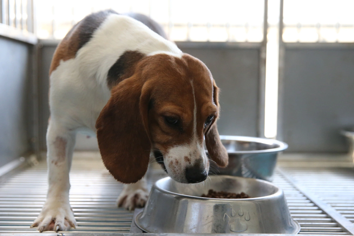 El crecimiento de la clonación de mascotas significa que el amor nunca muere