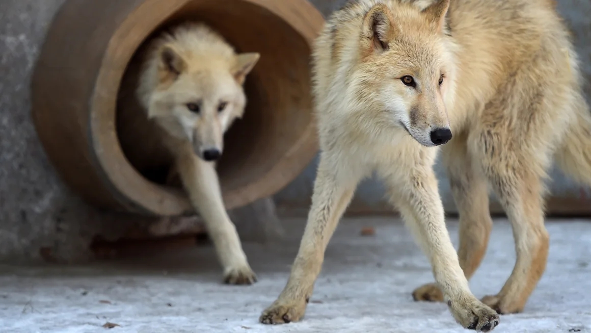 Investigadores chinos clonan un lobo Ártico en el proyecto de conservación 'Landmark'