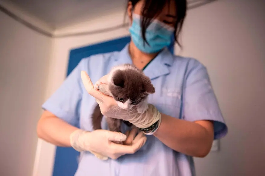 China presenta el primer gatito clonado