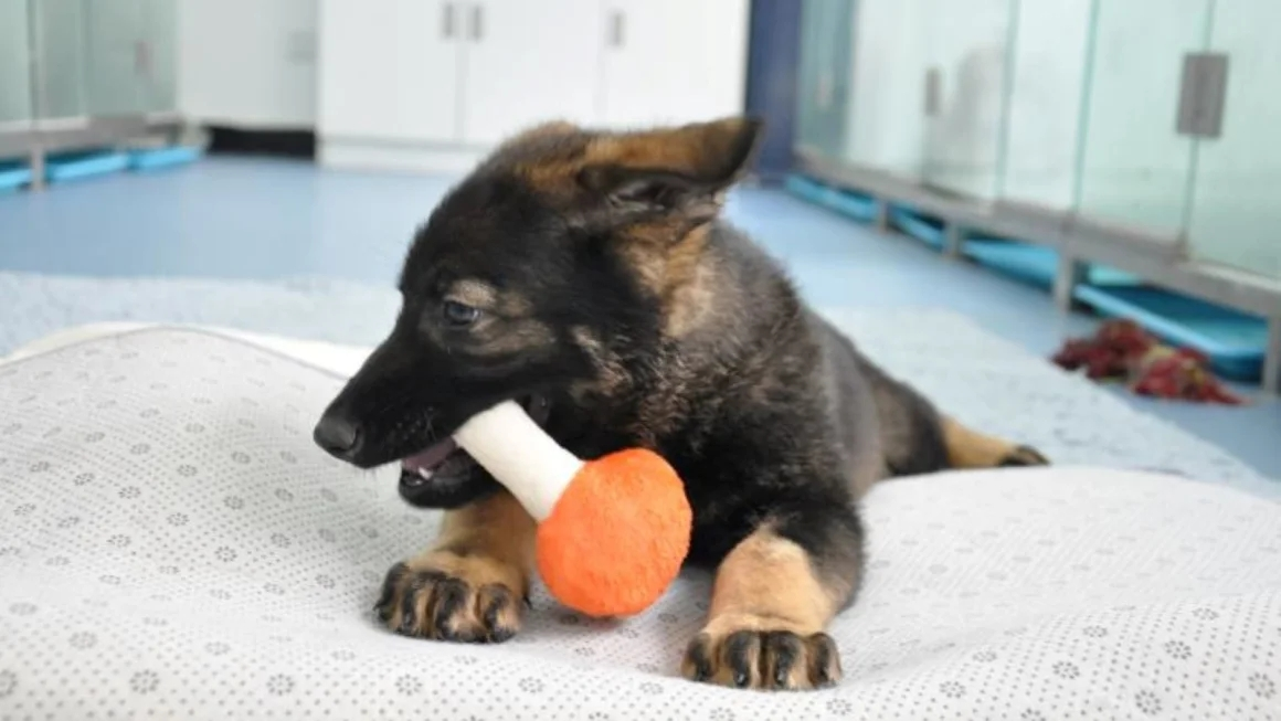 China comienza a entrenar al primer perro policía clonado