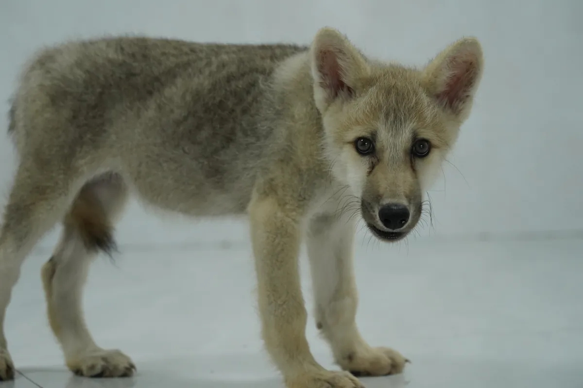 China revela el primer PUP de lobos árticos clonado del mundo