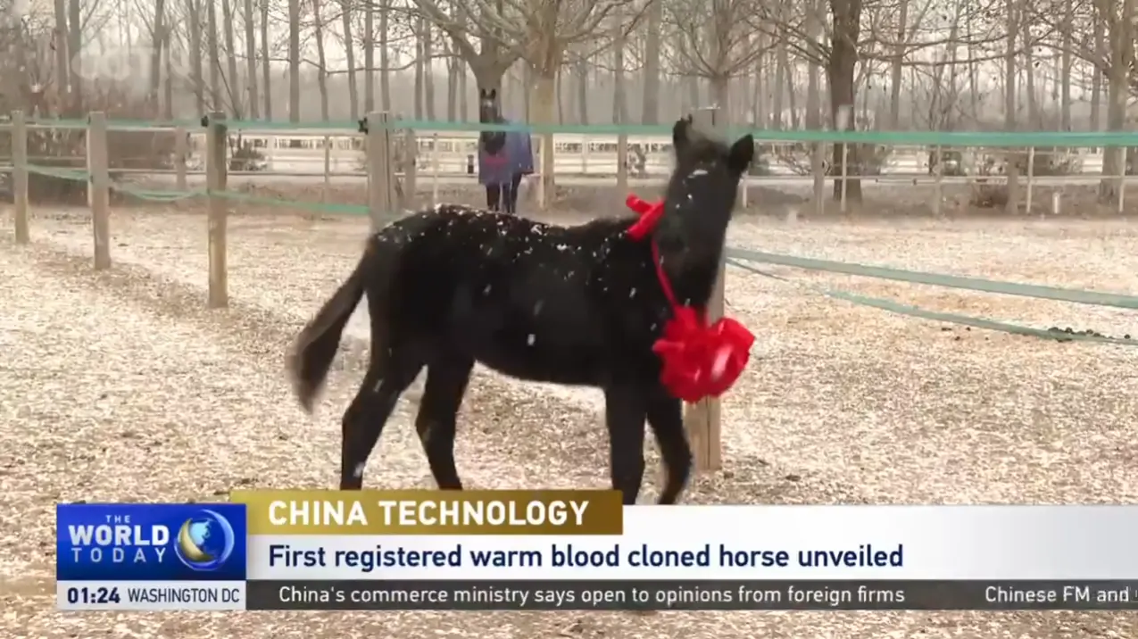 Tecnología de China: Se presenta el primer caballo clonado de sangre caliente registrado